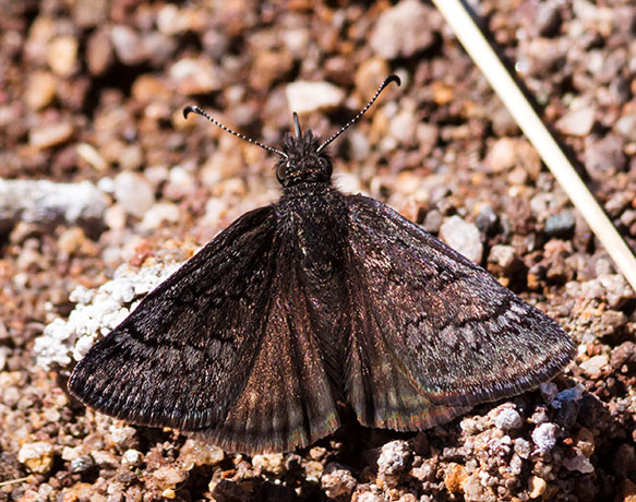 Sleepy Duskwing Erynnis brizo Butterfly