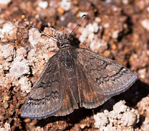 Sleepy Duskwing Erynnis brizo Butterfly