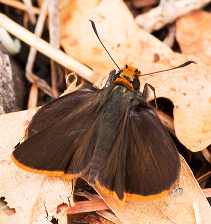 Orange-edged Roadside-Skipper Amblyscirtes fimbriata Butterfly