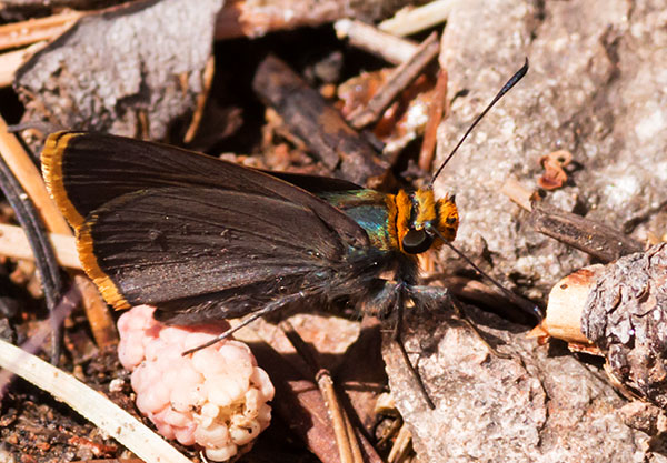 Orange-edged Roadside-Skipper Amblyscirtes fimbriata Butterfly
