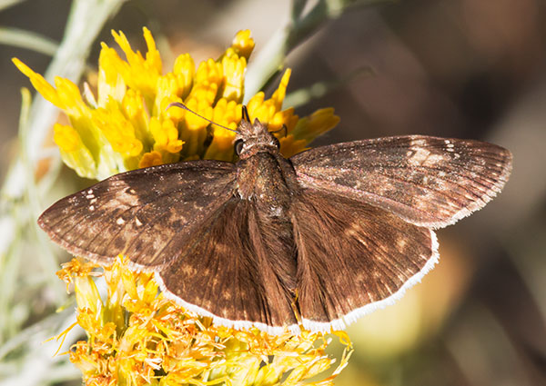 Funereal Duskywing Erynnis funeralis Butterfly
