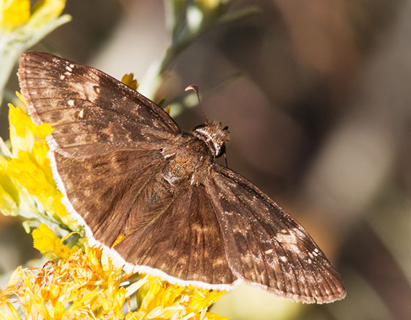 Funereal Duskywing Erynnis funeralis Butterfly