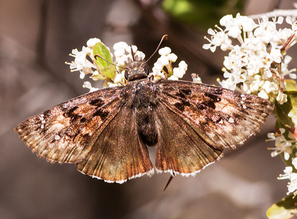 Mournful Duskwing Tristis Duskywing Erynnis tristis tatius  Hesperiidae subfamily pyrginae Butterfly