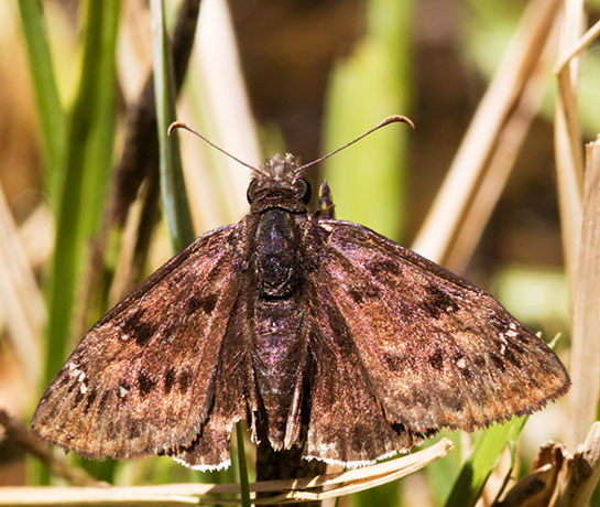 Mournful Duskwing Tristis Duskywing Erynnis tristis tatius  Hesperiidae subfamily pyrginae Butterfly