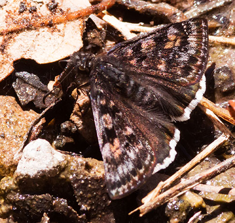Pacuvius Duskwing Erynnis pacuvius Butterfly