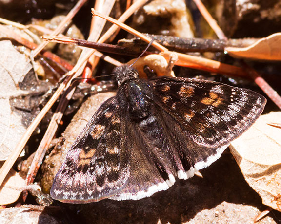 Pacuvius Duskwing Erynnis pacuvius Butterfly
