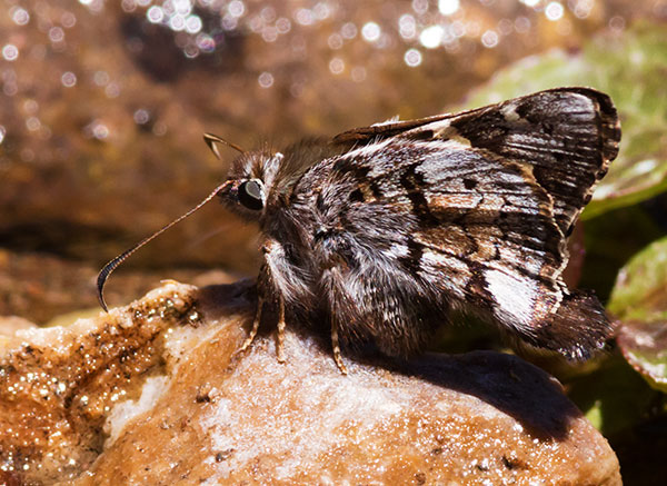 Short-tailed Skipper Zestusa dorus Butterfly