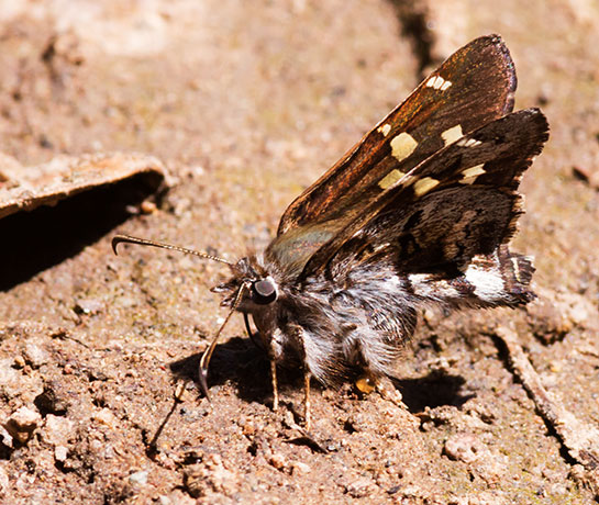Short-tailed Skipper Zestusa dorus Butterfly