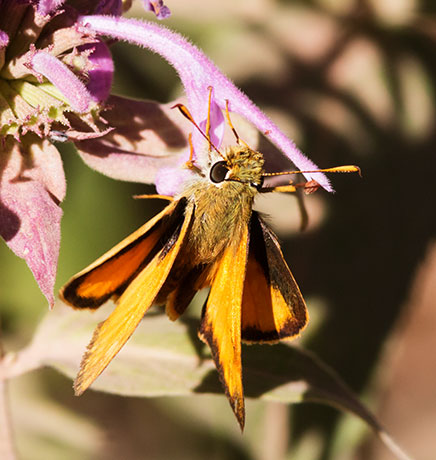 Taxiles Skipper Poanes Texiles Butterfly