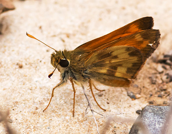 Taxiles Skipper Poanes Texiles Butterfly