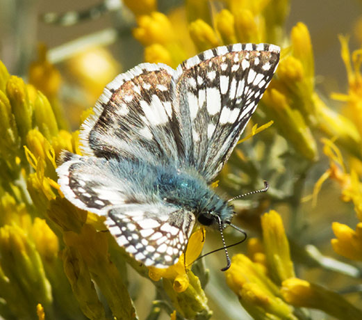 Checkered Skipper Pyrgus Butterfly Checkered Skipper Pyrgus