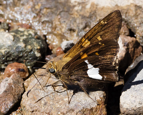 Silver-spotted Skipper Epargyreus clarus Butterfly