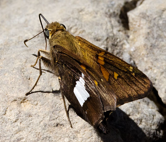Silver-spotted Skipper Epargyreus clarus Butterfly