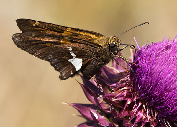 Silver-spotted Skipper Epargyreus clarus Butterfly