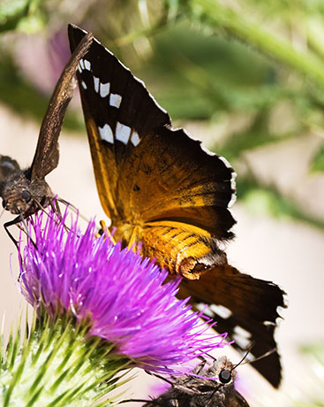 Dull Firetip Pyrrhopyge araxes  Butterfly