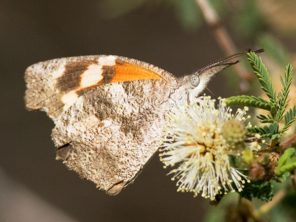 American Snout Libytheana carinenta Butterfly