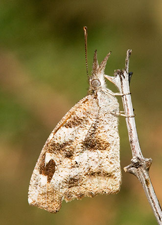 American Snout Libytheana carinenta Butterfly