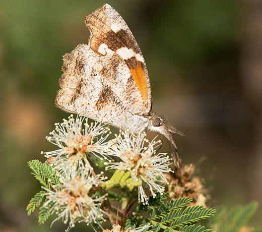 American Snout Libytheana carinenta Butterfly