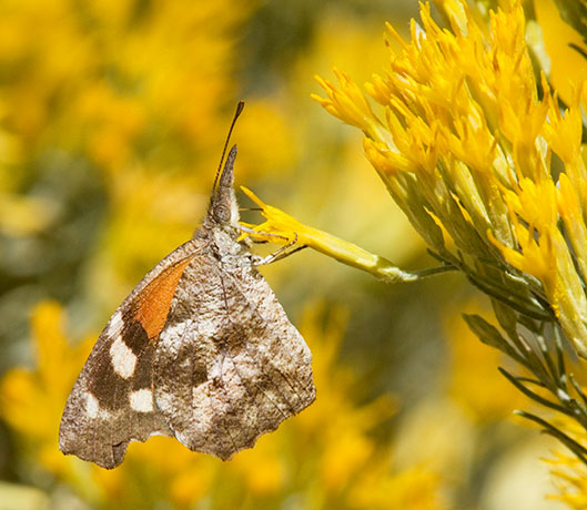 American Snout Libytheana carinenta Butterfly