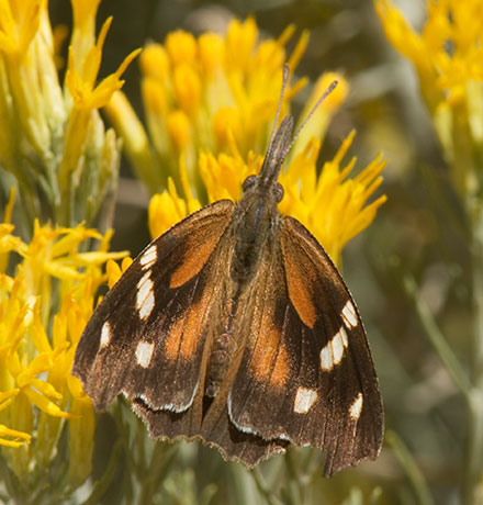American Snout Libytheana carinenta Butterfly