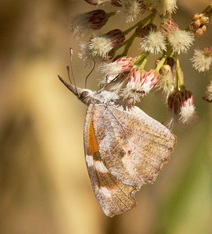 American Snout Libytheana carinenta Butterfly