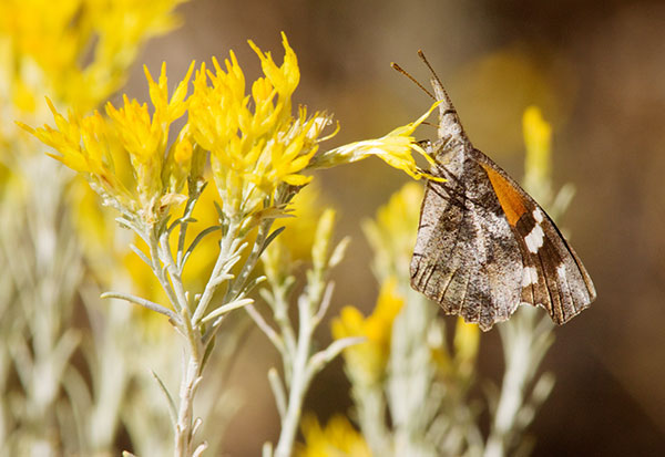 American Snout Libytheana carinenta Butterfly