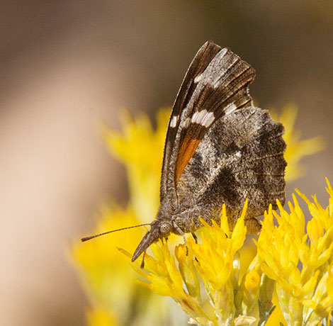 American Snout Libytheana carinenta Butterfly