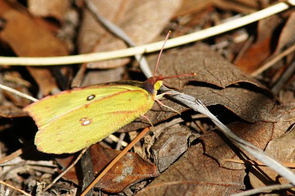 Southern Dogface Zerene cesonia Colias cesonia