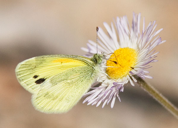 Dainty Sulphur Nathalis iole Butterfly