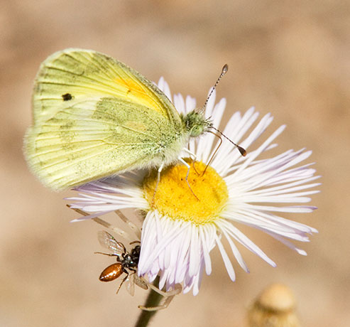 Dainty Sulphur Nathalis iole Butterfly
