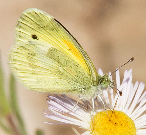 Dainty Sulphur Nathalis iole Butterfly