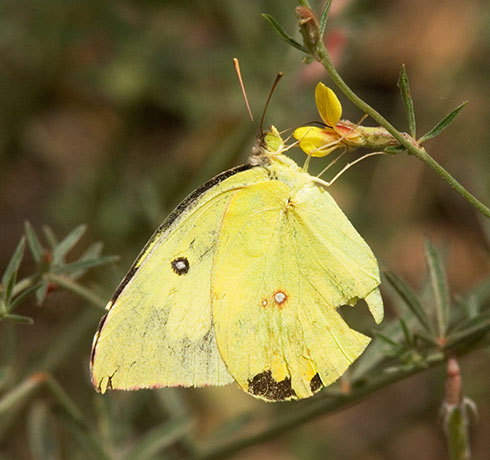 Southern Dogface Zerene cesonia Colias cesonia