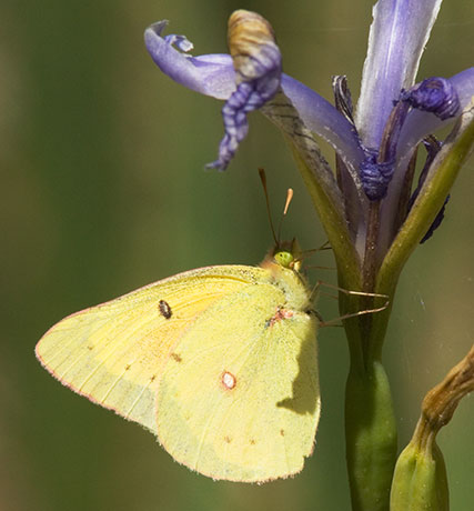 Southern Dogface Zerene cesonia Colias cesonia