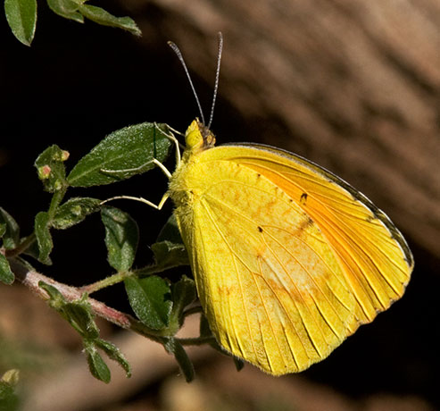 Sleepy Orange Eurema nicippe Butterfly