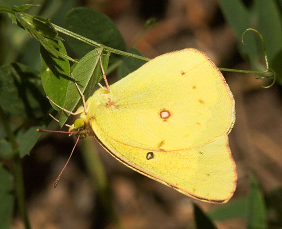 Southern Dogface Zerene cesonia Colias cesonia