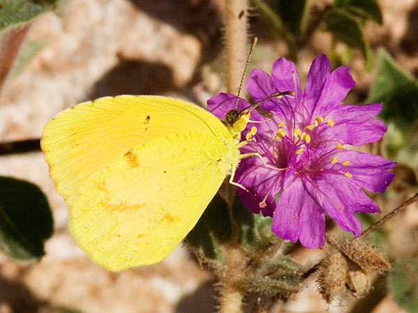 Sleepy Orange Eurema nicippe Butterfly