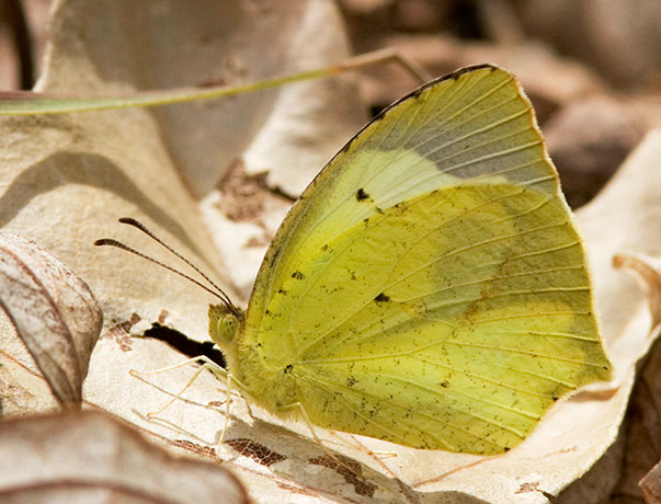 Mexican Yellow Eurema mexicana Butterfly