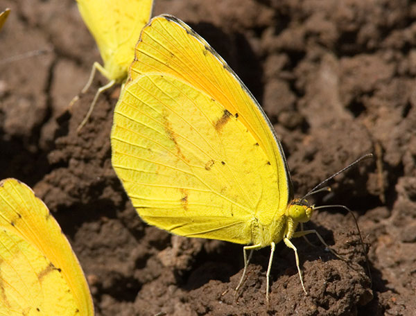 Sleepy Orange Eurema nicippe Butterfly