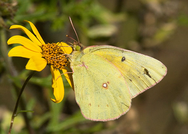 Orange Sulphur Colias eurytheme Butterfly