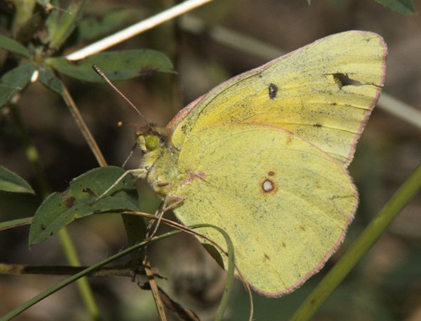 Orange Sulphur Colias eurytheme Butterfly