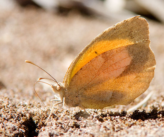 Sulphur  Butterfly