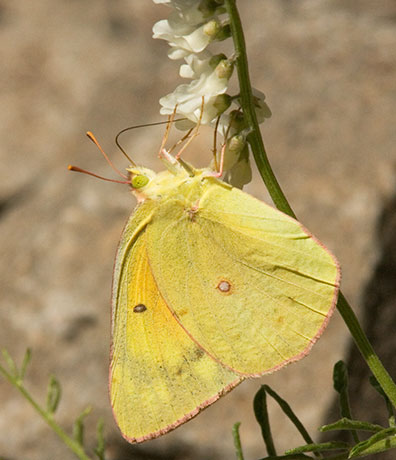 Orange Sulphur Colias eurytheme Butterfly