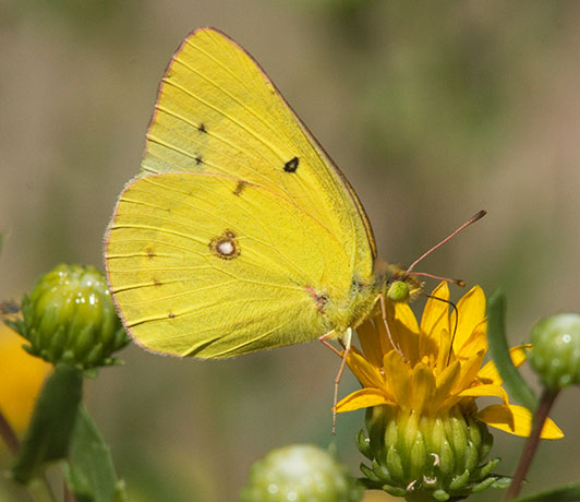 Orange Sulphur Colias eurytheme Butterfly