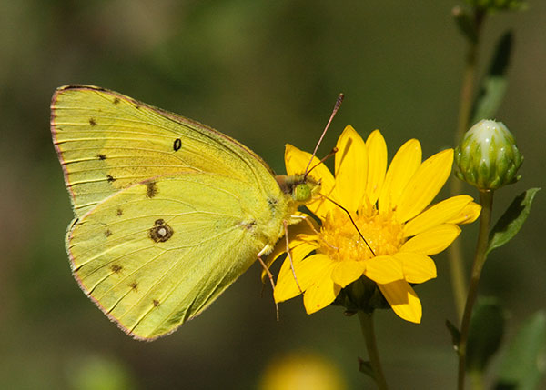 Orange Sulphur Colias eurytheme Butterfly