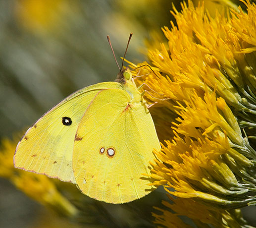 Southern Dogface Zerene cesonia Colias cesonia