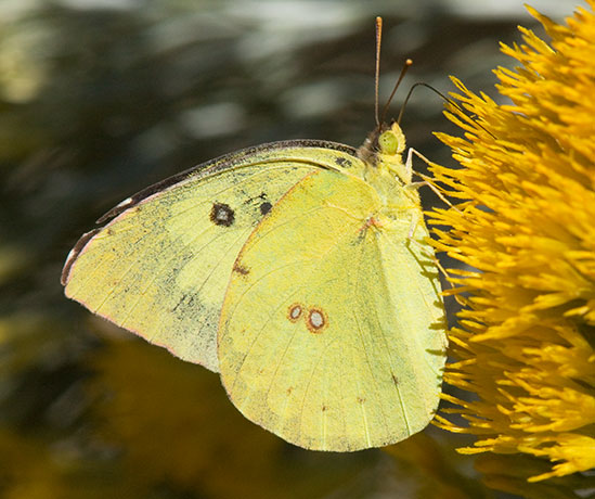 Southern Dogface Zerene cesonia Colias cesonia
