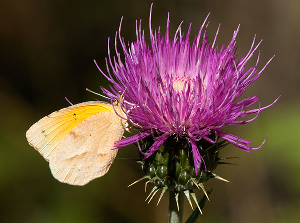 Sleepy Orange Eurema nicippe Butterfly on thistle flower