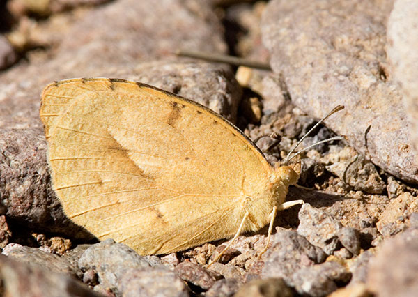 Sleepy Orange Eurema nicippe Butterfly