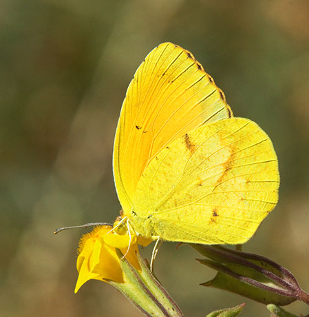 Sleepy Orange Eurema nicippe Butterfly
