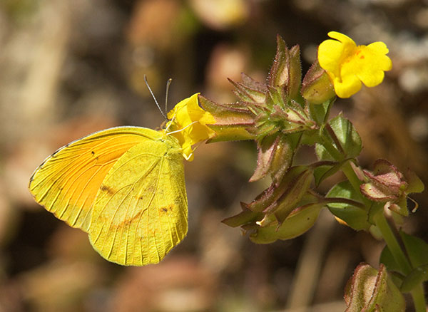 Sleepy Orange Eurema nicippe Butterfly